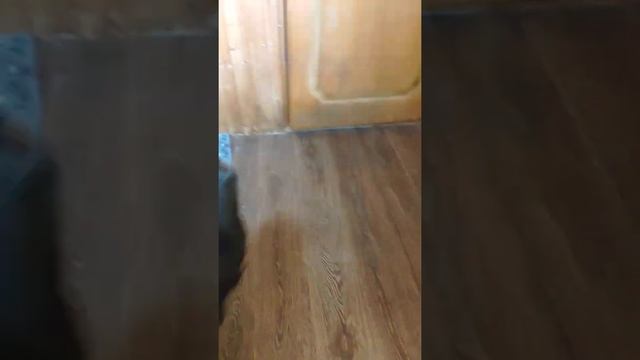 Суета вокруг пустой бутылки.Что может сделать за одну минуту ротвейлер Дюша 😊 смотреть онлайн