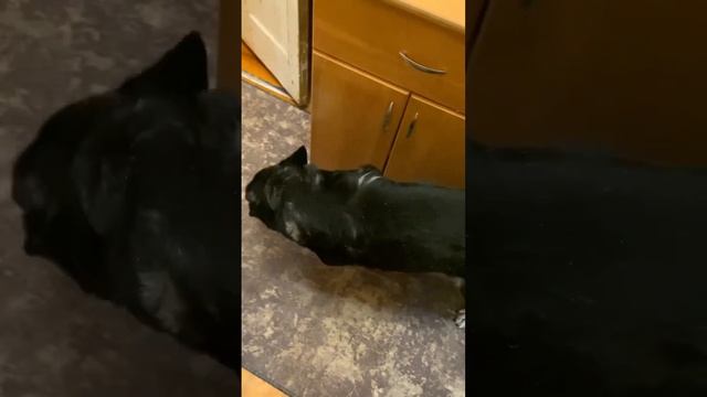 Доброе утро (часть3)🤗 #моясобака #собака #собаки