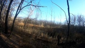 загонная охота на кабана и косулю 2019. лоси идут на номера!