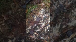 Мокрицы 😃!