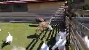 ХУТОР ТИМУРА  в прямом эфире!