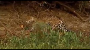 Ягуар Против Крокодила Подборка   Jaguar VS Croco