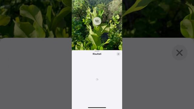 Как распознать растение по фотографии листьев на iPhone, визуальный поиск от Apple