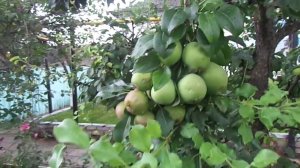 Результаты прививок  на груше.