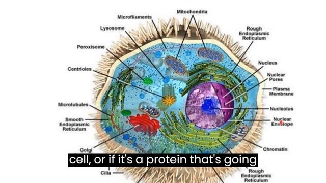 Basics Anatomy and cell for human anatomy course смотреть онлайн