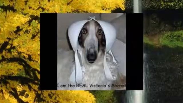 Смешные собаки 6 смотреть онлайн