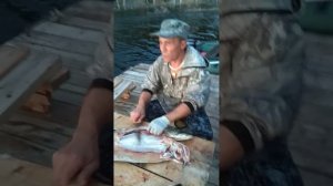 Вот так разделывают щуку #богучаны #рыбалка #разделка щуки