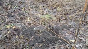 нашёл золото, коп по старине
