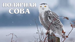 Белая сова: Полярная охотница | Интересные факты про сову