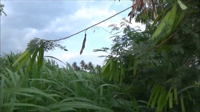 White leadtree (Leucaena leucocephala) - part 1