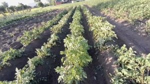 Ежи, тяпка, или гербицид?