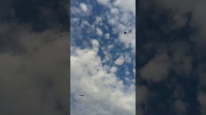 полет одесского турмана . Курск.