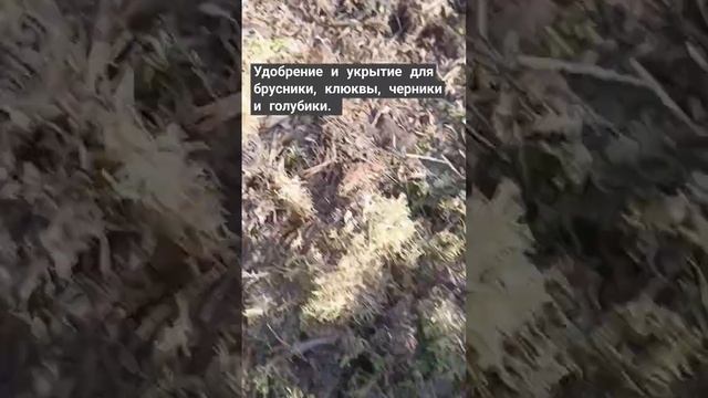 Удобрение и  укрытие для брусники, клюквы, голубики и черники.