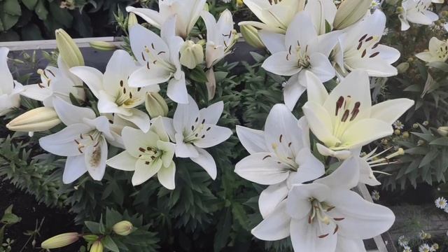 Прощаемся с летом #лето смотреть онлайн