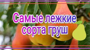 Топ-5 лежкие сорта груш