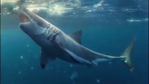 Морской хищники