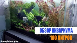 Обзор аквариума 100 литров.