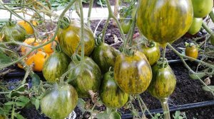 Томат Прекрасная смолка (Tar Tops)