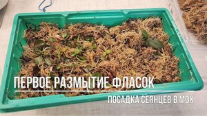 Размываю фласку с сеянцами орхидей, которые сделала сама