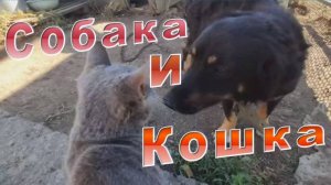 Как живут собака и кошка в одном дворе.
