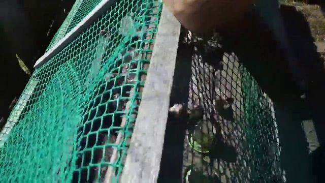 Двойная защита от лисы
