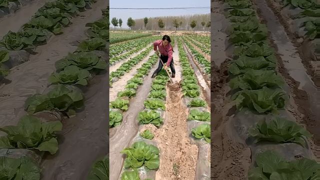 Smart  Watering  Method Vegetable Farmland #satisfying #short смотреть онлайн