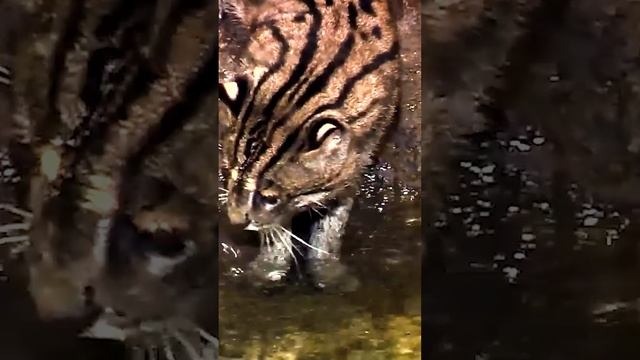 Рыбья кошка: Кот-рыболов #животные #хищник #интересное