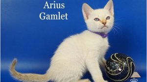 Тайский котик Arius Gamlet, 1,5 месяца, лайлак тебби пойнт