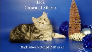 Siberian ns22 boy Jack Crown of Siberia, 2,5 months