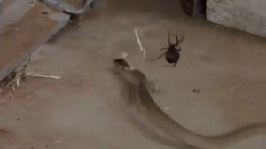 Змея попала в паутину www edelight ru