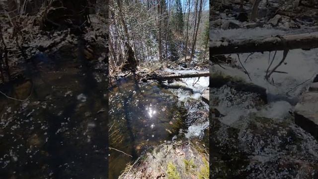 Алгонкин парк,(And this is how it is in the forest now, Algonquin Park, Ontario, early April 2024).