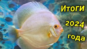 Обзор разведения дискусов и итоги 2024 года