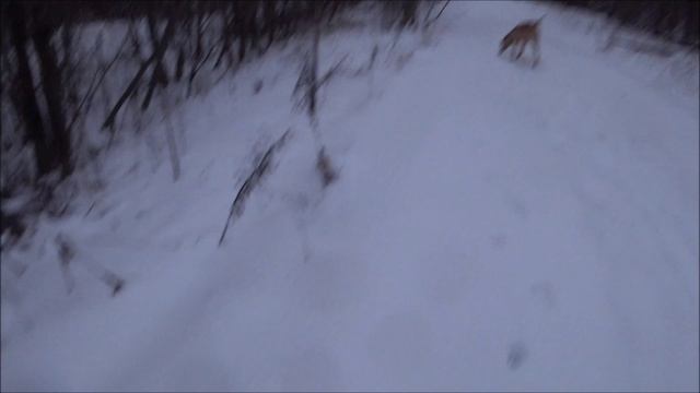 Охота с гончими 28.12.24г. Вместо охоты получилась прогулка))) смотреть онлайн