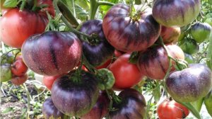 Томат Розовый сибирский тигр