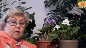 Примула