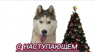 С НАСТУПАЮЩЕМ!!! (Хаски Энигма)