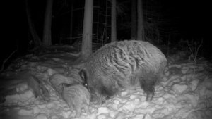 Дикие кабаны.Молодое потомство