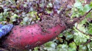 Как лучше и быстрее приготовить СВЕКЛУ чтобы сохранить все самое полезное #рецепт