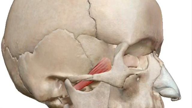 Тревел и Симонс. Том1. Глава 11. Латерально крыловидная мыщца. ДВНЧС смотреть онлайн