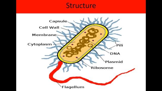 1 Bacteria (in hindi) shape, size, growth आसान माइक्रोबायोलॉजी смотреть онлайн