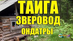 ТАЙГА _ ОНДАТРЫ _ ЗВЕРОВОД