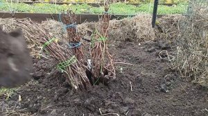Саженцы винограда укрытие на зиму .
