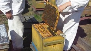 Содержание пчел в 8-рамочных ульях. Весенняя ревизия