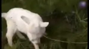 Животные Монстры Мутация Зверей Animals Monsters Mutation Animals