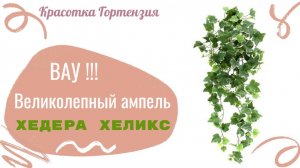 Великолепный ампель Хедера Хеликс 🌿👌