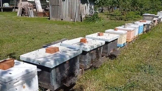 Облет молодых пчел - это не роение!!! (27.07. 2022) смотреть онлайн