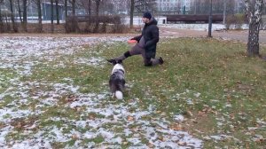 БК Арчи - барьер через ногу и вольт от колена сидя