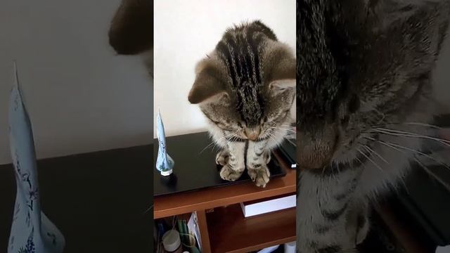 Ногти красить не буду!)#безкотаижизньнета#коты#нашипитомцы