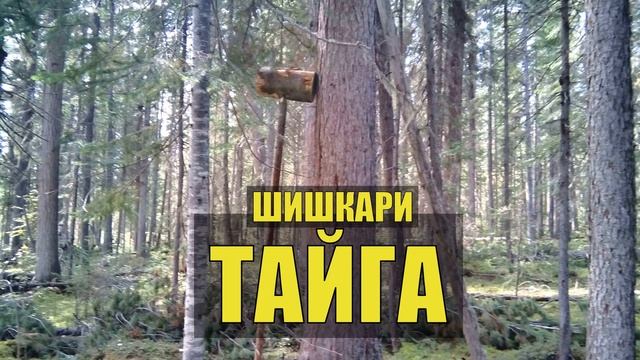 0063 - СМЕЯЛСЯ В ГОЛОС ИСТОРИИ ТАЕЖНИКОВ КУРЬЕЗЫ СУДЬБА ЖИЗНЬ в ТАЙГЕ МЕДВЕДЬ ДЕД и БАБКА ОТНОШЕНИЯ смотреть онлайн