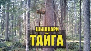 0063 - СМЕЯЛСЯ В ГОЛОС ИСТОРИИ ТАЕЖНИКОВ КУРЬЕЗЫ СУДЬБА ЖИЗНЬ в ТАЙГЕ МЕДВЕДЬ ДЕД и БАБКА ОТНОШЕНИЯ